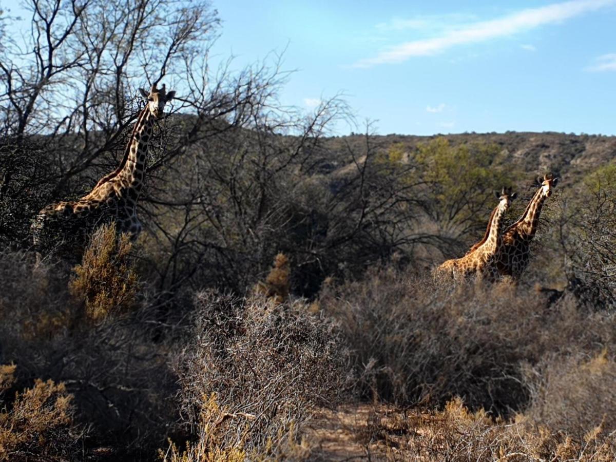 Rooiberg Wild Private Game Reserve Ladismith Eksteriør bilde