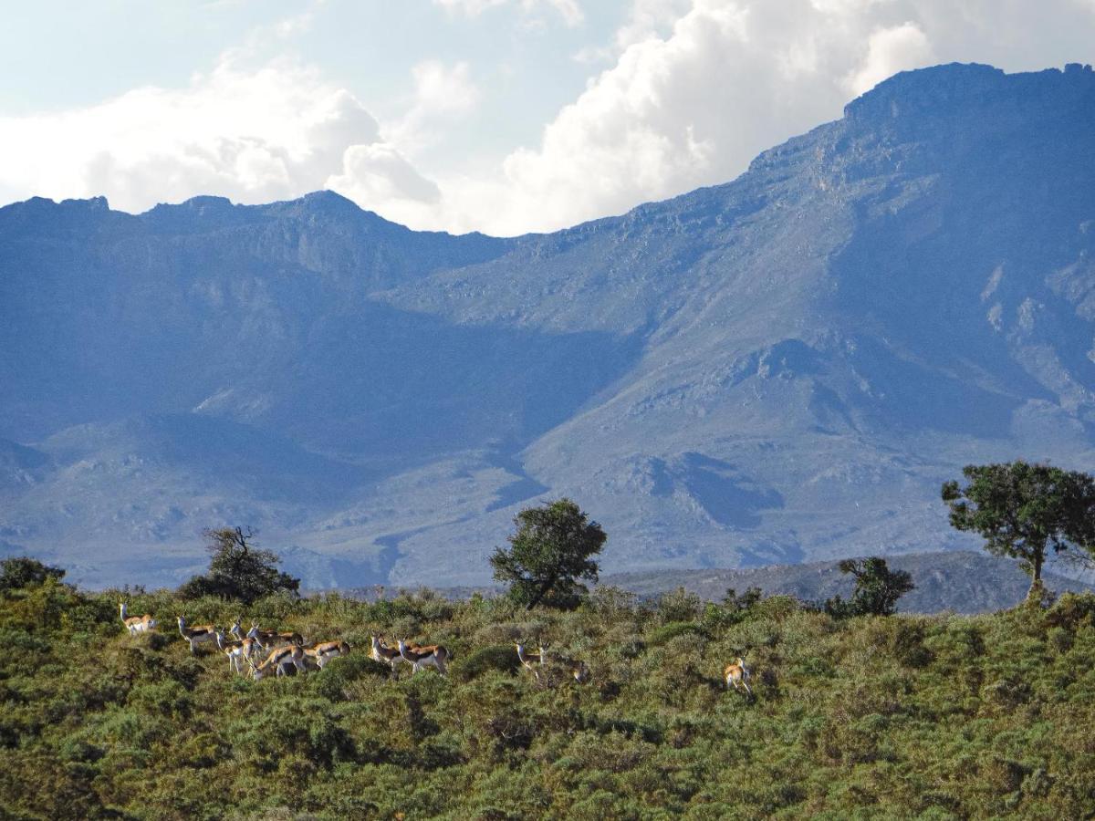 Rooiberg Wild Private Game Reserve Ladismith Eksteriør bilde