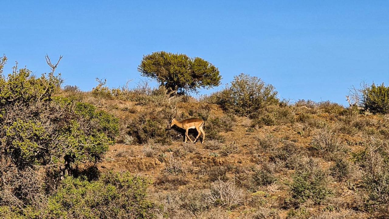Rooiberg Wild Private Game Reserve Ladismith Eksteriør bilde
