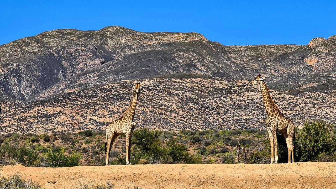 Rooiberg Wild Private Game Reserve Ladismith Eksteriør bilde