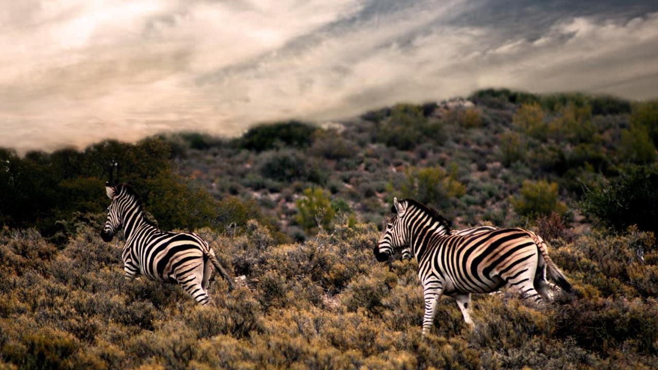 Rooiberg Wild Private Game Reserve Ladismith Eksteriør bilde